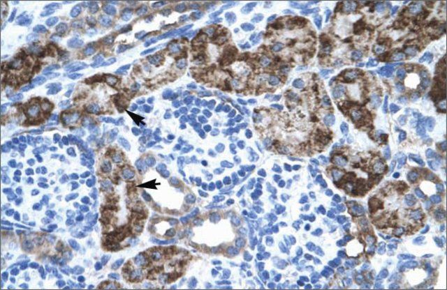 Anti-EN2 antibody produced in rabbit