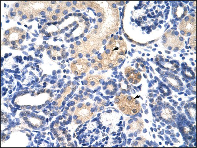 Anti-EMG1 antibody produced in rabbit