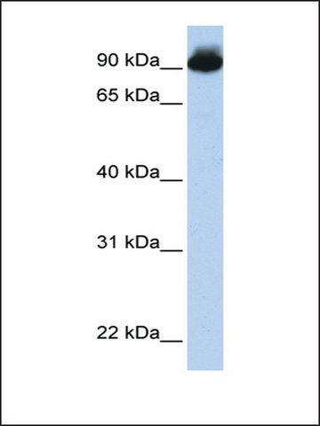 Anti-ELMO3 antibody produced in rabbit