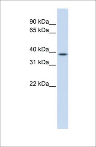 Anti-ELK3 (ab2) antibody produced in rabbit