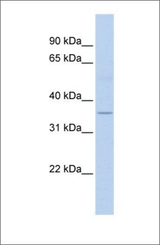 Anti-ELOVL5 antibody produced in rabbit