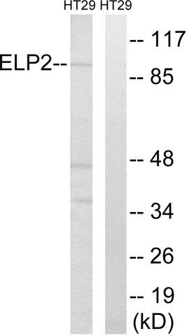 Anti-ELP2 antibody produced in rabbit