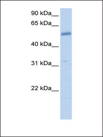 Anti-EMID2 (AB1) antibody produced in rabbit