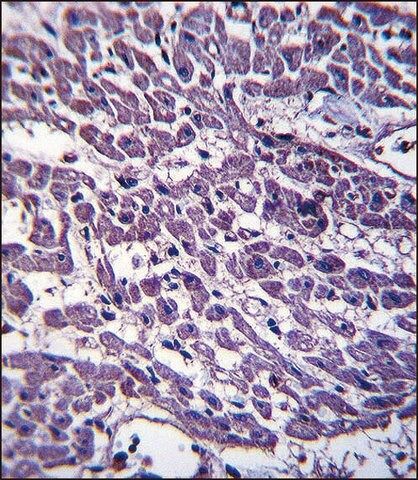 ANTI-EMILIN3 (C-TERM) antibody produced in rabbit