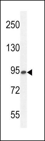 ANTI-ENASE (CENTER) antibody produced in rabbit