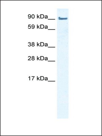 Anti-EPLIN antibody produced in rabbit