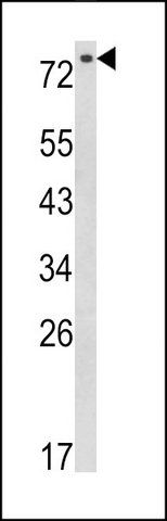 ANTI-EPS8L3 (N-TERM) antibody produced in rabbit