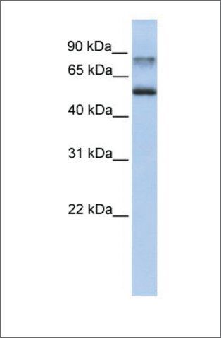 Anti-EPN1 antibody produced in rabbit