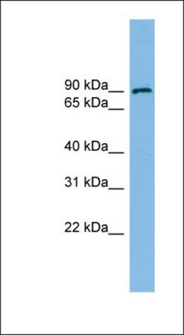 Anti-ERCC3 antibody produced in rabbit