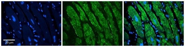 Anti-EPS8 antibody produced in rabbit