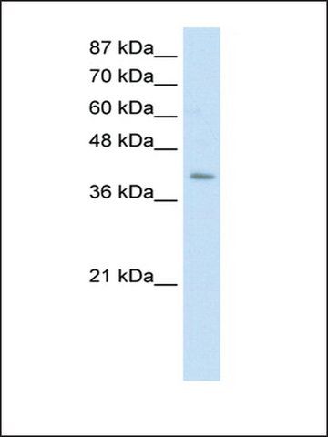 Anti-ERAL1 antibody produced in rabbit