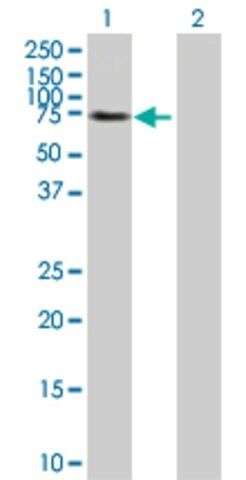 Anti-EPOR antibody produced in mouse