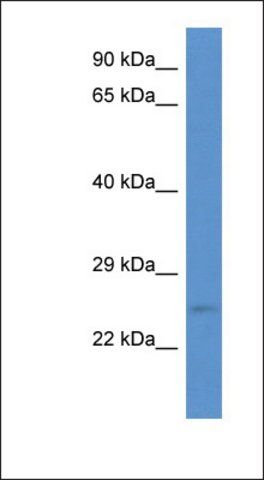 Anti-ERAS antibody produced in rabbit