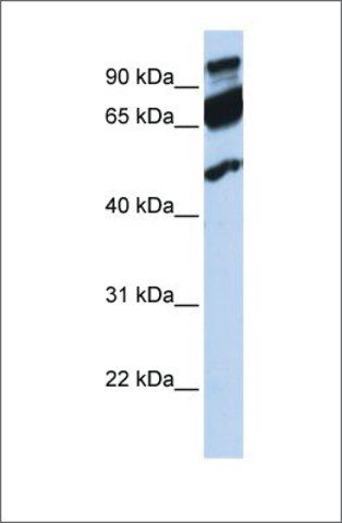 Anti-ERAL1 antibody produced in rabbit