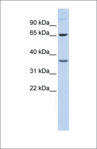 Anti-EPN2 (ab2) antibody produced in rabbit