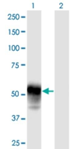 Anti-ESAM antibody produced in mouse