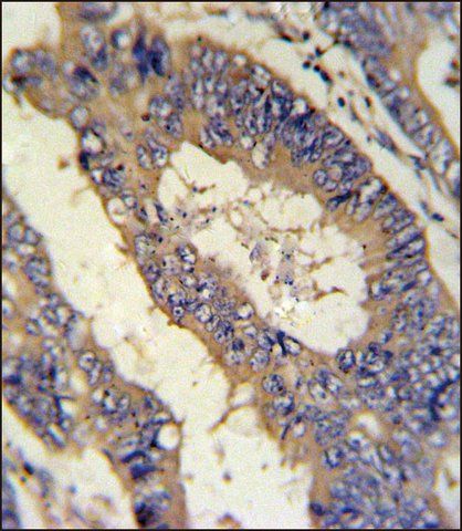 ANTI-EREG (C-TERM) antibody produced in rabbit