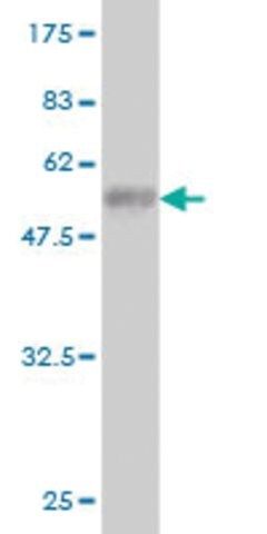 ANTI-EPHA7 antibody produced in mouse