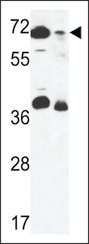 ANTI-ERF3B (CENTER) antibody produced in rabbit