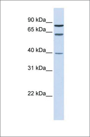 Anti-ESR1 (ab1) antibody produced in rabbit