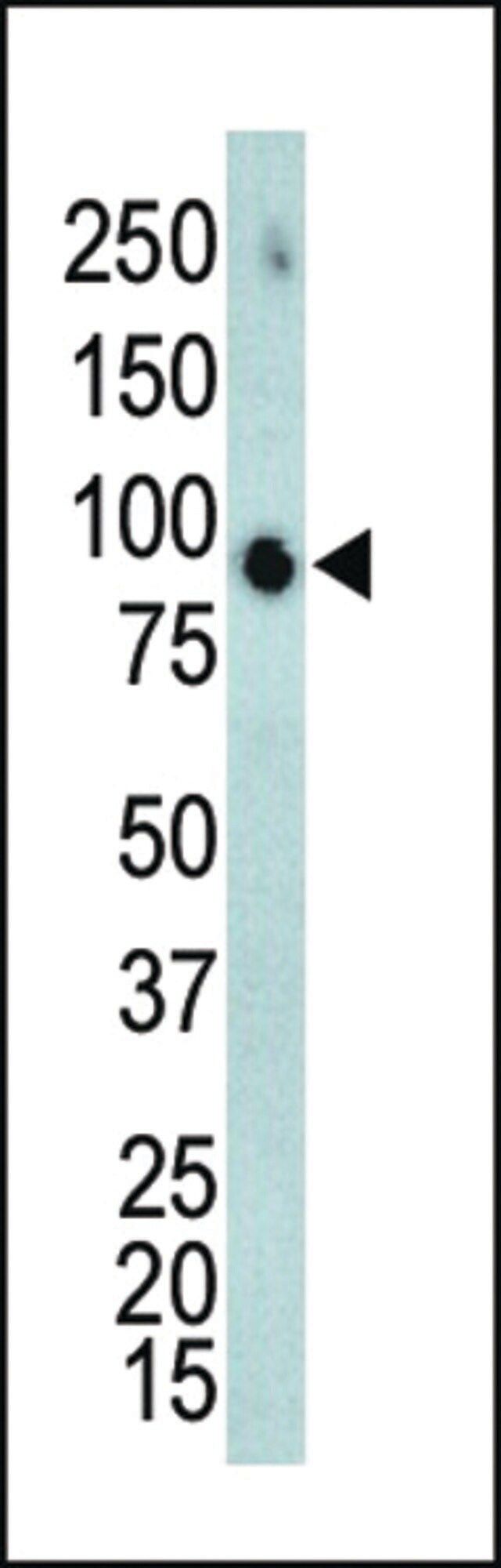 ANTI-ERK4(C-TERMINAL) antibody produced in rabbit