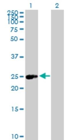 Anti-ERAS antibody produced in mouse