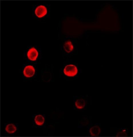 Anti-ERRF antibody produced in rabbit