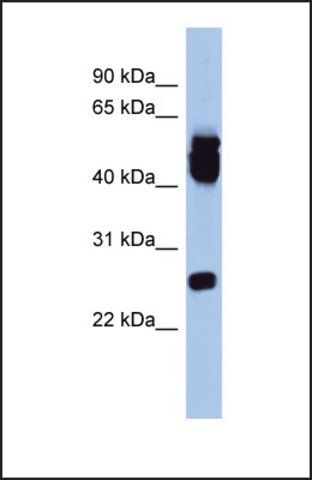 Anti-ERAS antibody produced in rabbit