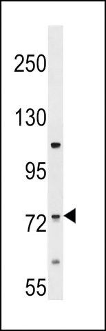 ANTI-ERI2 (CENTER) antibody produced in rabbit