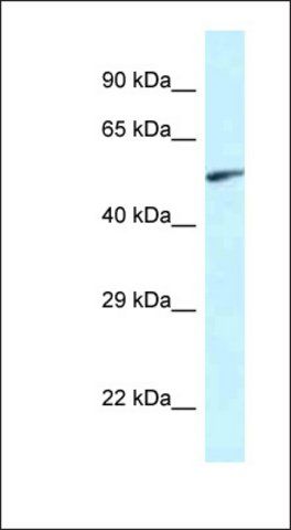 Anti-EYA2 antibody produced in rabbit