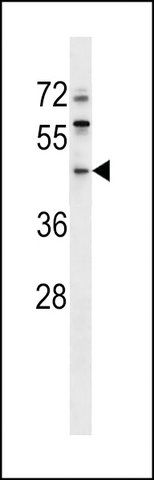 ANTI-ERI1(N-TERMINAL) antibody produced in rabbit