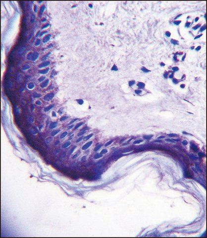 ANTI-ERV3 (C-TERM) antibody produced in rabbit