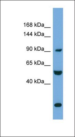 Anti-EXOC1 antibody produced in rabbit