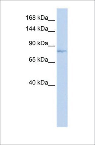 Anti-EVI1 (ab1) antibody produced in rabbit