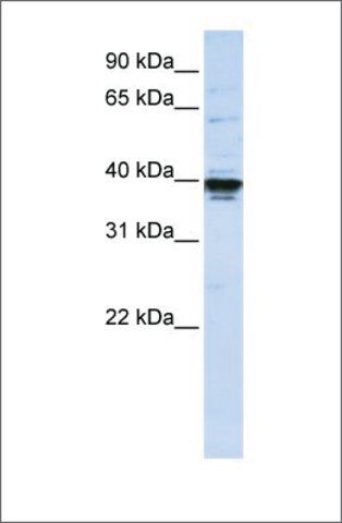 Anti-ETV3L (ab2) antibody produced in rabbit