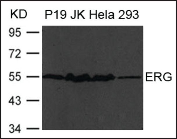 Anti-ERG antibody produced in rabbit