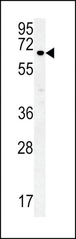 ANTI-ESRP1 (N-TERMINAL) antibody produced in rabbit