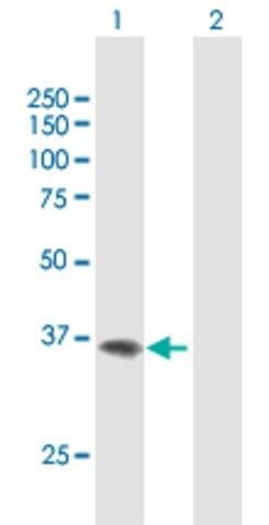 Anti-F11R antibody produced in mouse