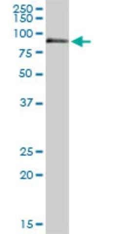 Anti-F11 antibody produced in rabbit