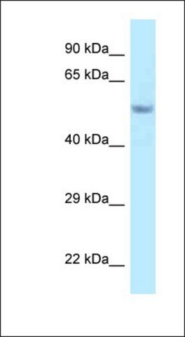 Anti-FAM114A2 antibody produced in rabbit