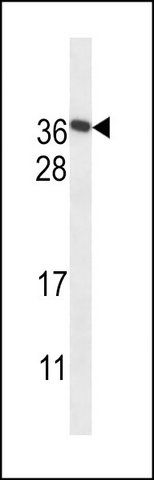 ANTI-F122A (CENTER) antibody produced in rabbit