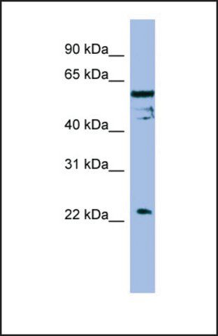 Anti-FAIM antibody produced in rabbit