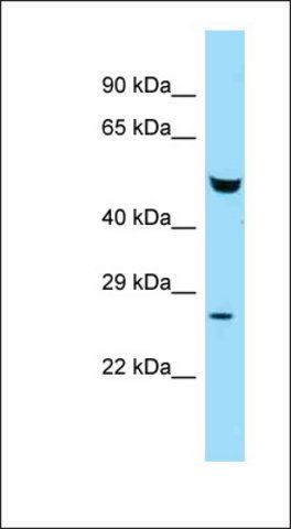 Anti-FAF2 antibody produced in rabbit