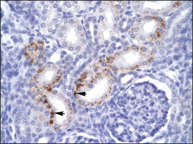 Anti-FADD (AB1) antibody produced in rabbit