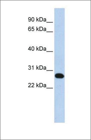 Anti-FAM119A (ab2) antibody produced in rabbit