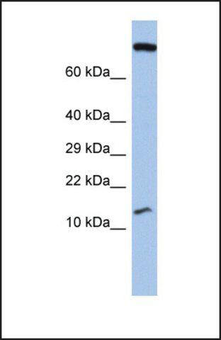 Anti-FLJ37543 antibody produced in rabbit