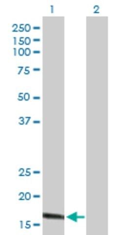 Anti-CLDN1 antibody produced in mouse