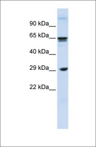 Anti-CLEC4M antibody produced in rabbit