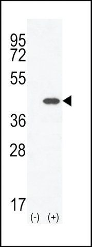 ANTI-CLEC11A (CENTER) antibody produced in rabbit