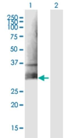 Anti-CLEC5A antibody produced in mouse